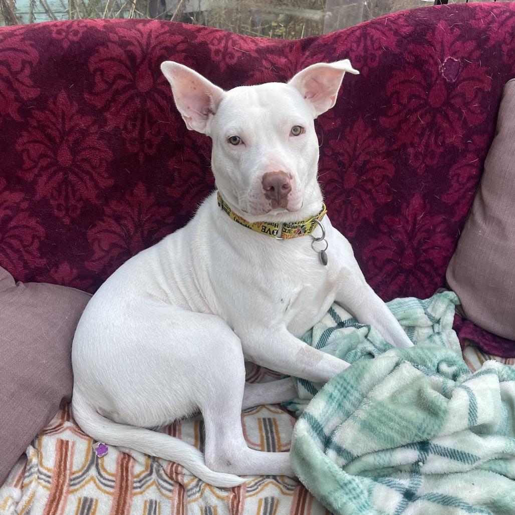 Kenny, a Adoptable American Staffordshire Terrier in Northville, MI image 2/4