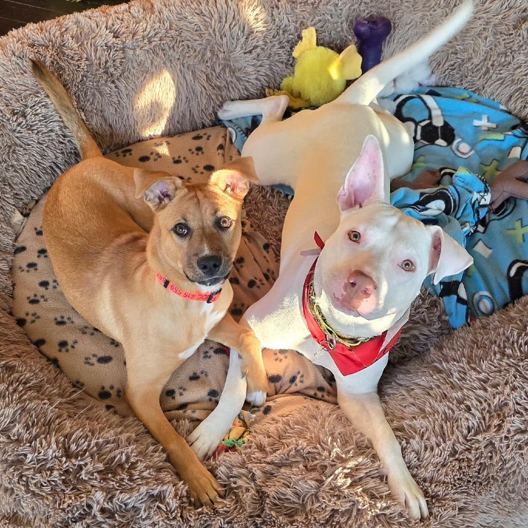 Kenny, a Adoptable mixed breed in Northville, MI image 1/6