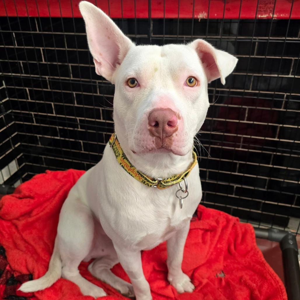 Kenny, a Adoptable American Staffordshire Terrier in Northville, MI image 3/4