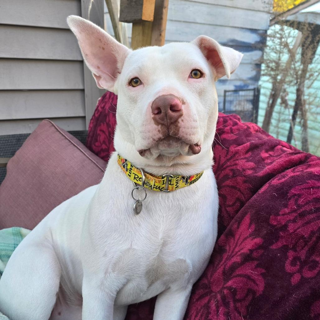 Enlarge Kenny, a Adoptable American Staffordshire Terrier in Northville, MI image 2/6