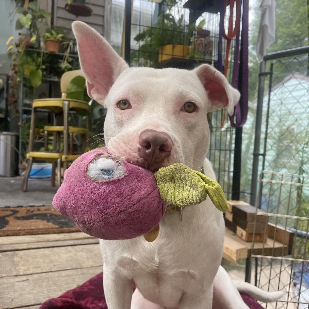 Kenny, a Adoptable mixed breed in Northville, MI image 2/6