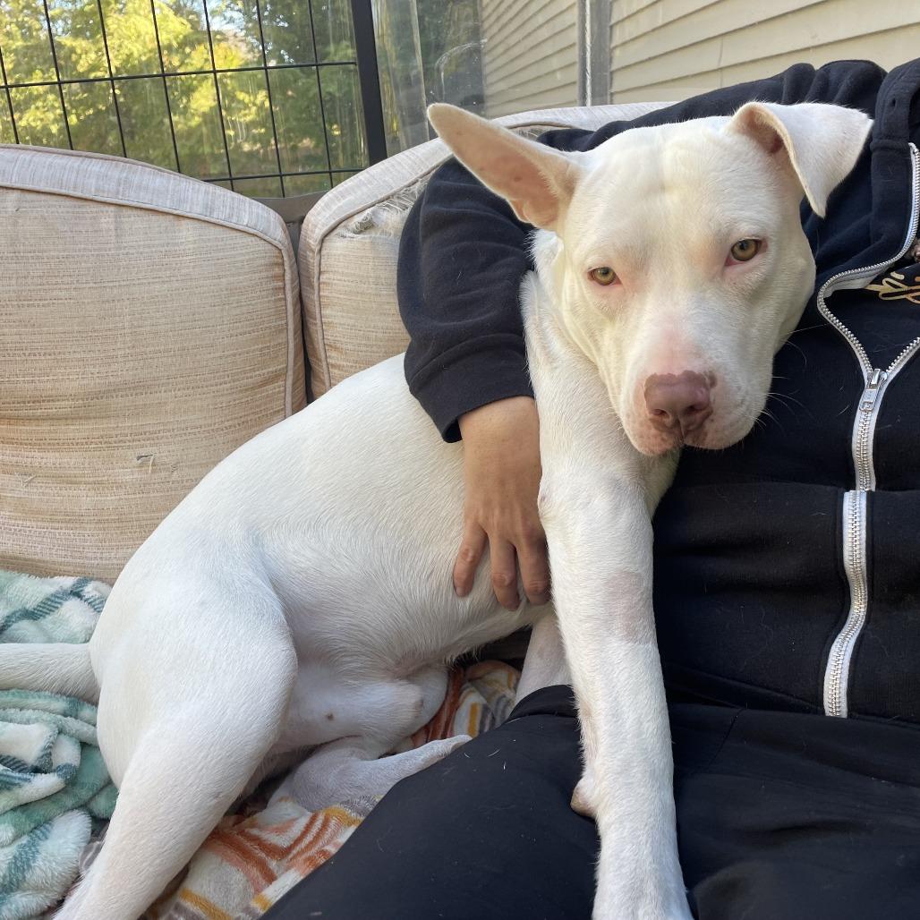 Kenny, a Adoptable American Staffordshire Terrier in Northville, MI image 4/4