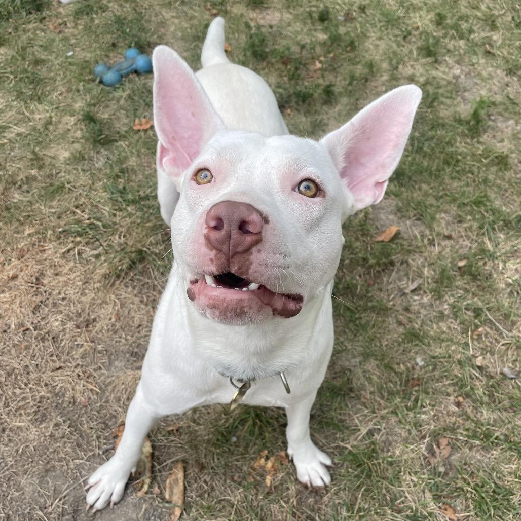 Enlarge Kenny, a Adoptable American Staffordshire Terrier in Northville, MI image 4/6