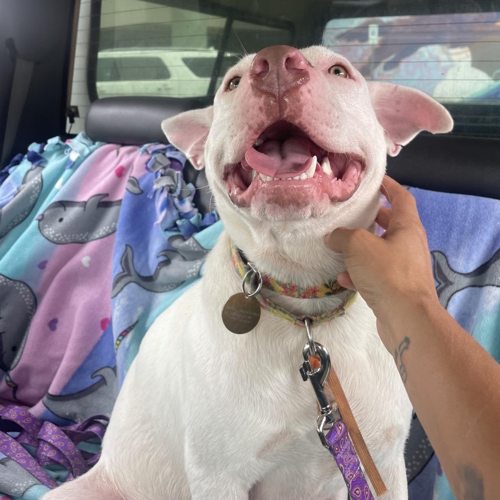 Enlarge Kenny, a Adoptable American Staffordshire Terrier in Northville, MI image 5/6