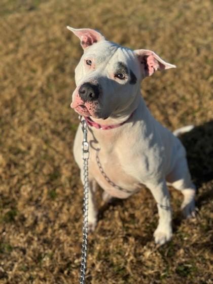 SKY, adoptable, Senior Female Mixed Breed.