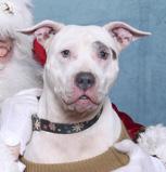 Enlarge SKY, an adoptable Mixed Breed in Fernandina Beach, FL image 2/4