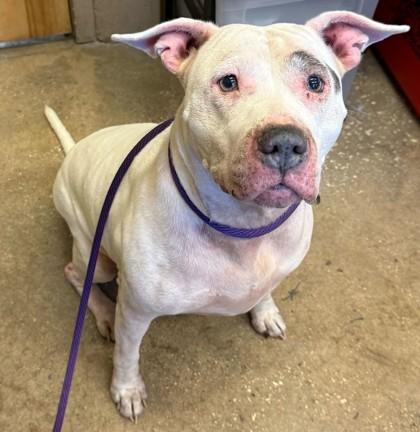 Enlarge SKY, an adoptable Mixed Breed in Fernandina Beach, FL image 4/4