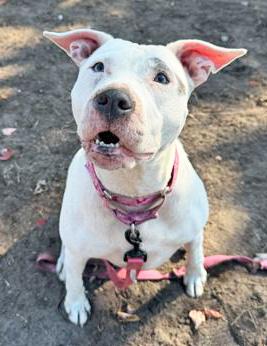 Enlarge SKY, an adoptable Mixed Breed in Fernandina Beach, FL image 1/4