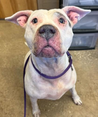 Enlarge SKY, an adoptable Mixed Breed in Fernandina Beach, FL image 3/4