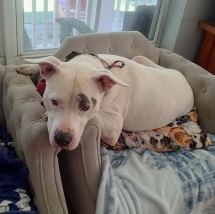 Enlarge SKY, an adoptable Mixed Breed in Fernandina Beach, FL image 5/6