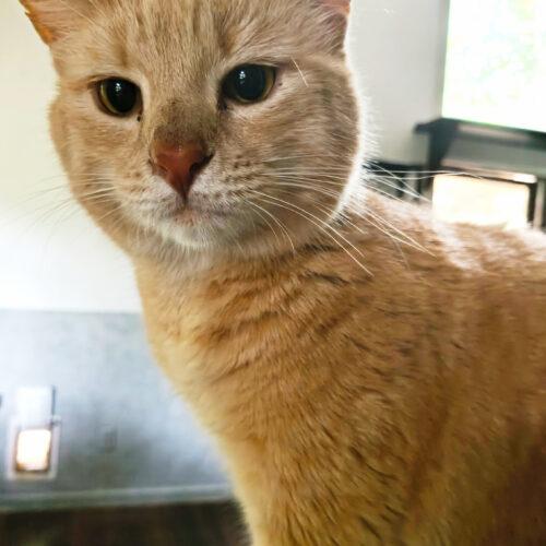 Minky, Adoptable, Young Male Domestic Short Hair.