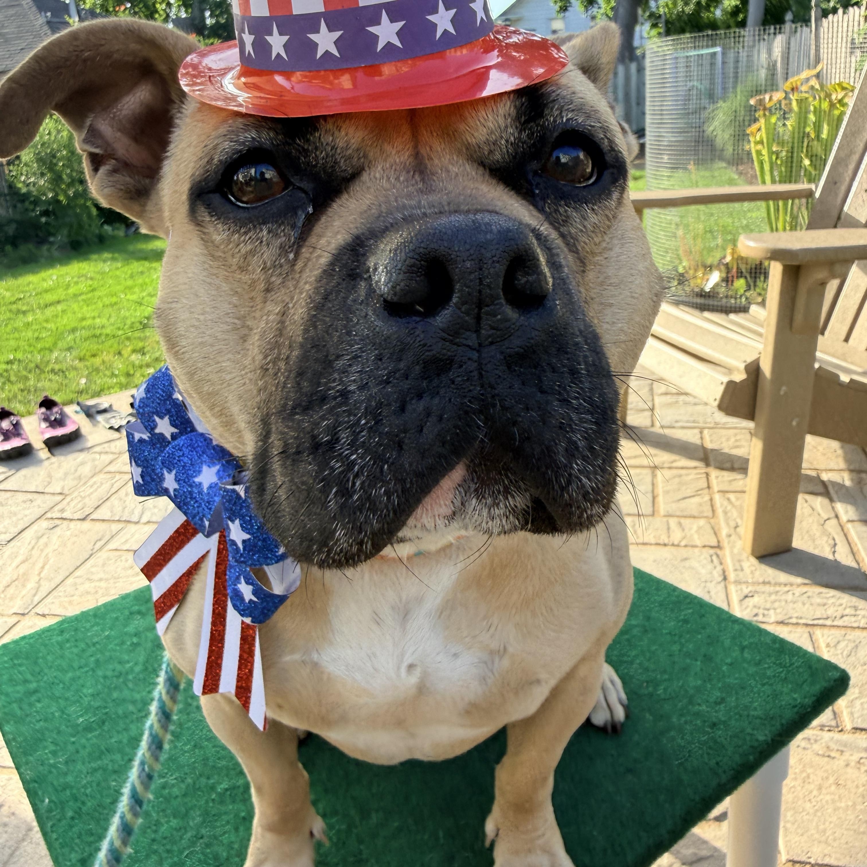 Enlarge Coco, a ADOPTABLE mixed breed in Mendham, NJ image 3/6