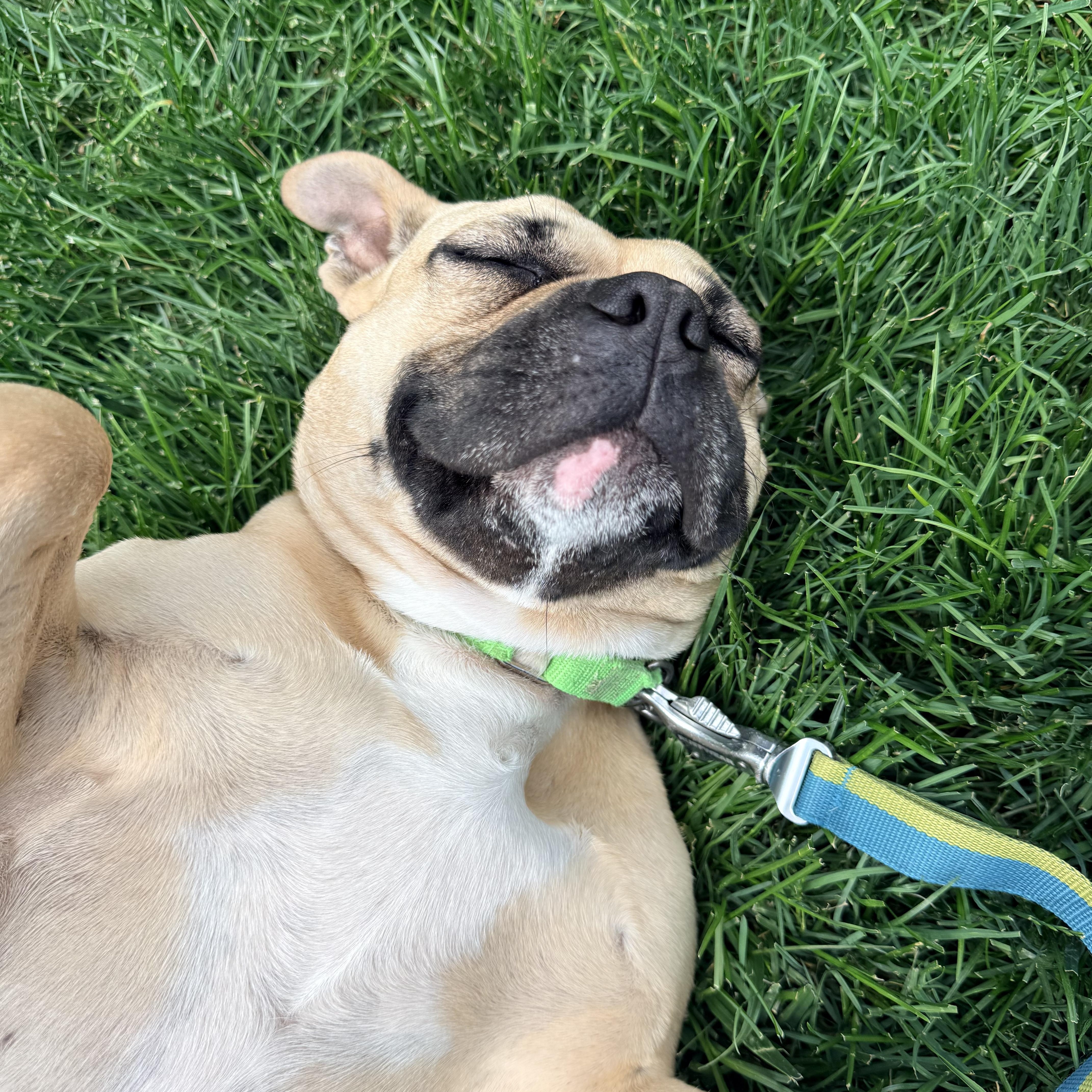 Enlarge Coco, a ADOPTABLE mixed breed in Mendham, NJ image 5/6