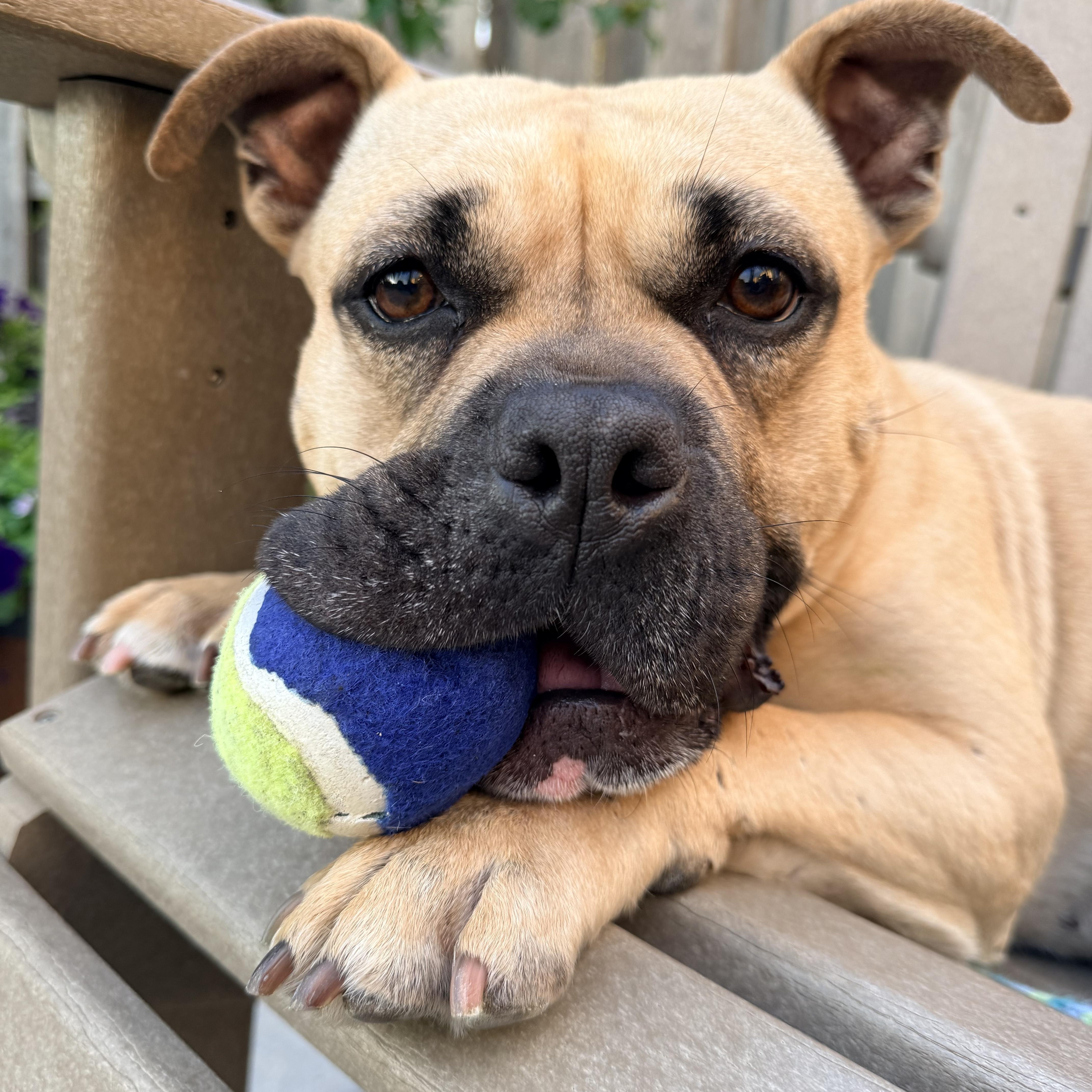 Coco, ADOPTABLE, Young Female American Bulldog & French Bulldog.
