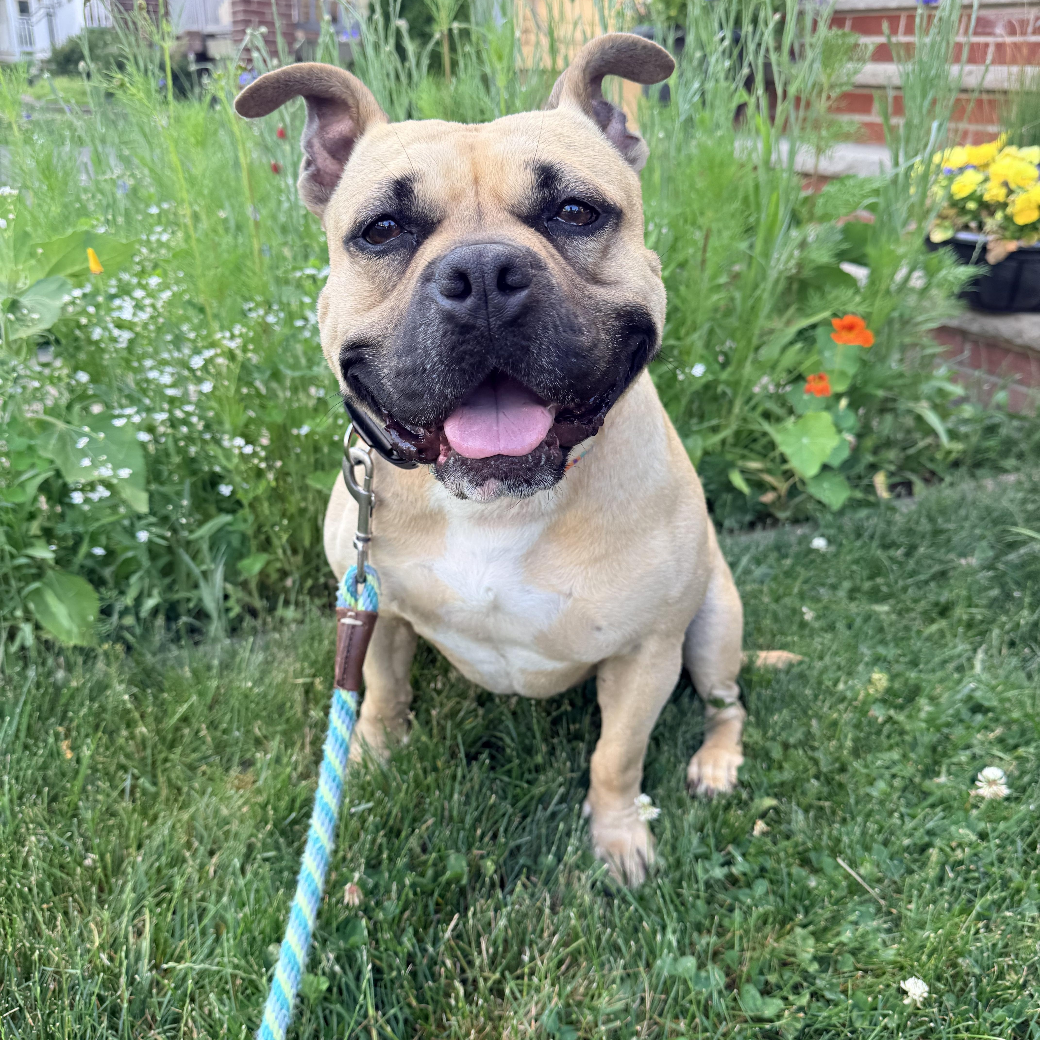 Enlarge Coco, a ADOPTABLE mixed breed in Mendham, NJ image 4/6