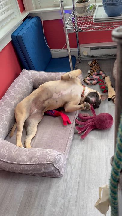 Enlarge Coco, a ADOPTABLE mixed breed in Mendham, NJ video 2/6
