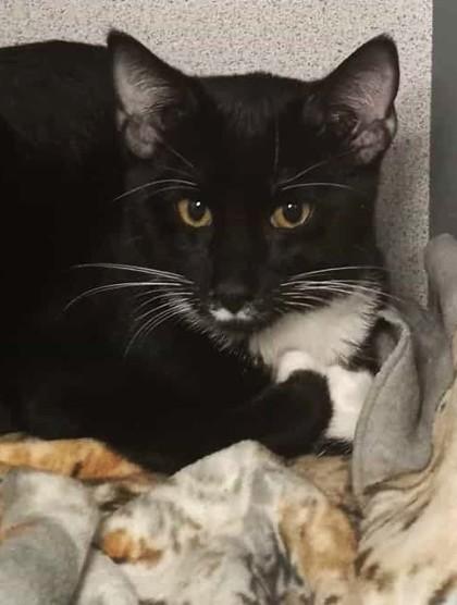 Elf, adopted, Kitten Male Domestic Short Hair.