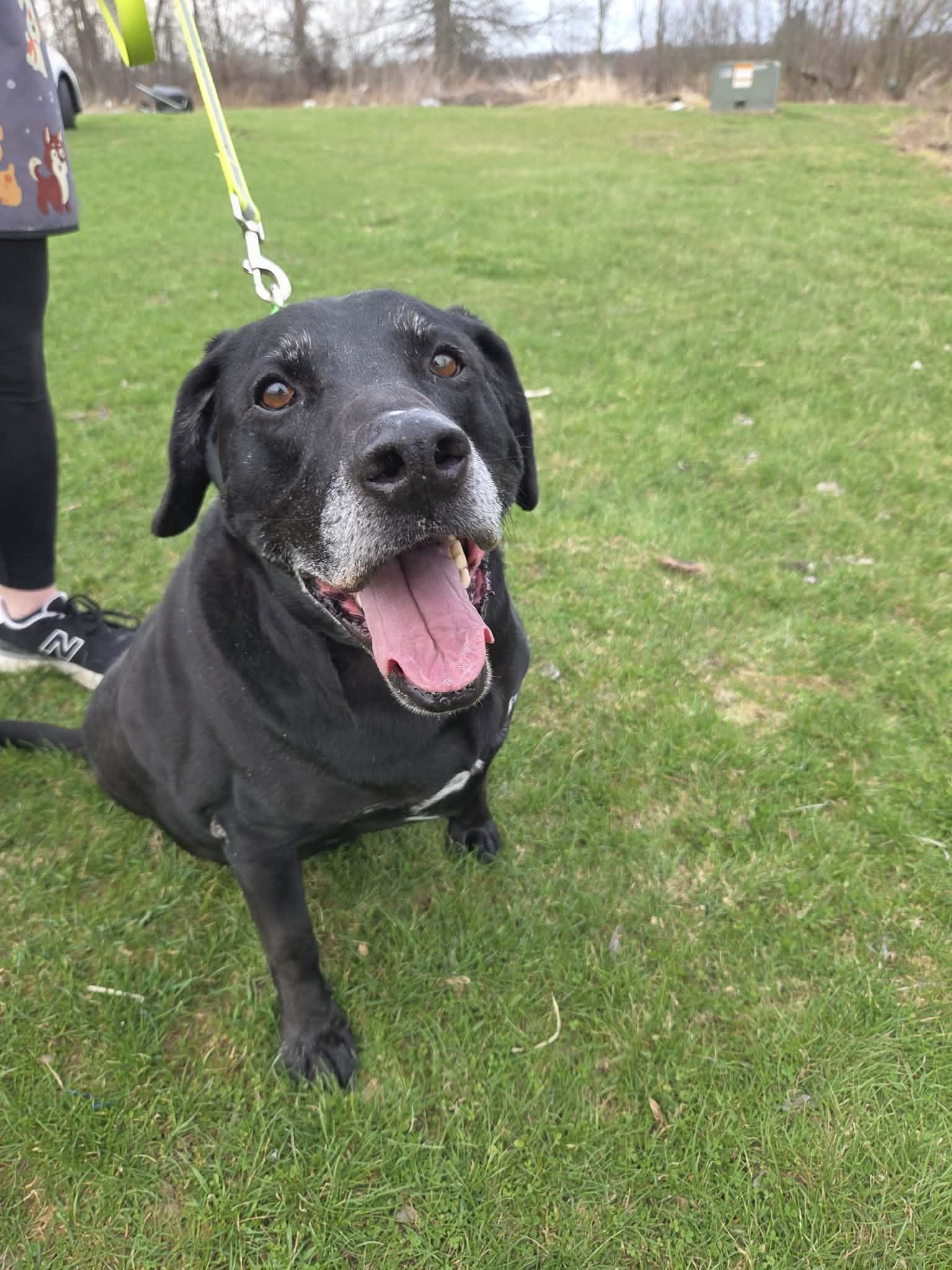 Enlarge Ryker-Not Accepting Applications Yet!\, a ADOPTABLE Black Labrador Retriever in Medina, OH image 3/6