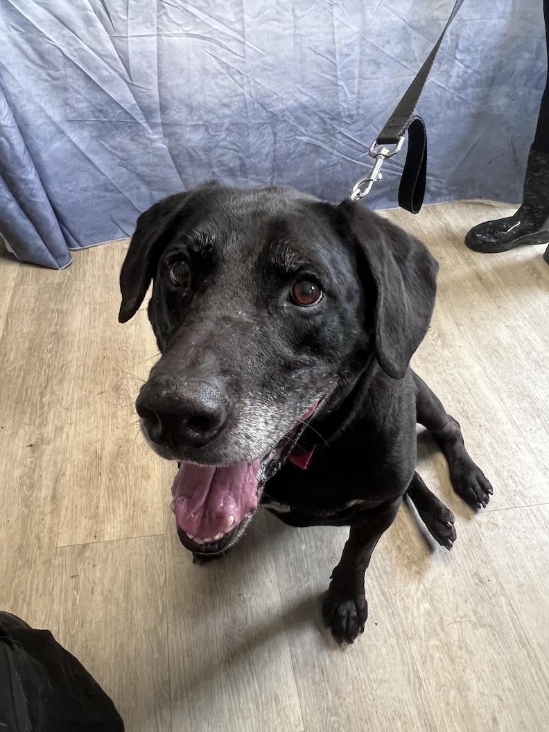 Ryker-Foster to Adopt, a ADOPTABLE Black Labrador Retriever in Medina, OH image 2/6