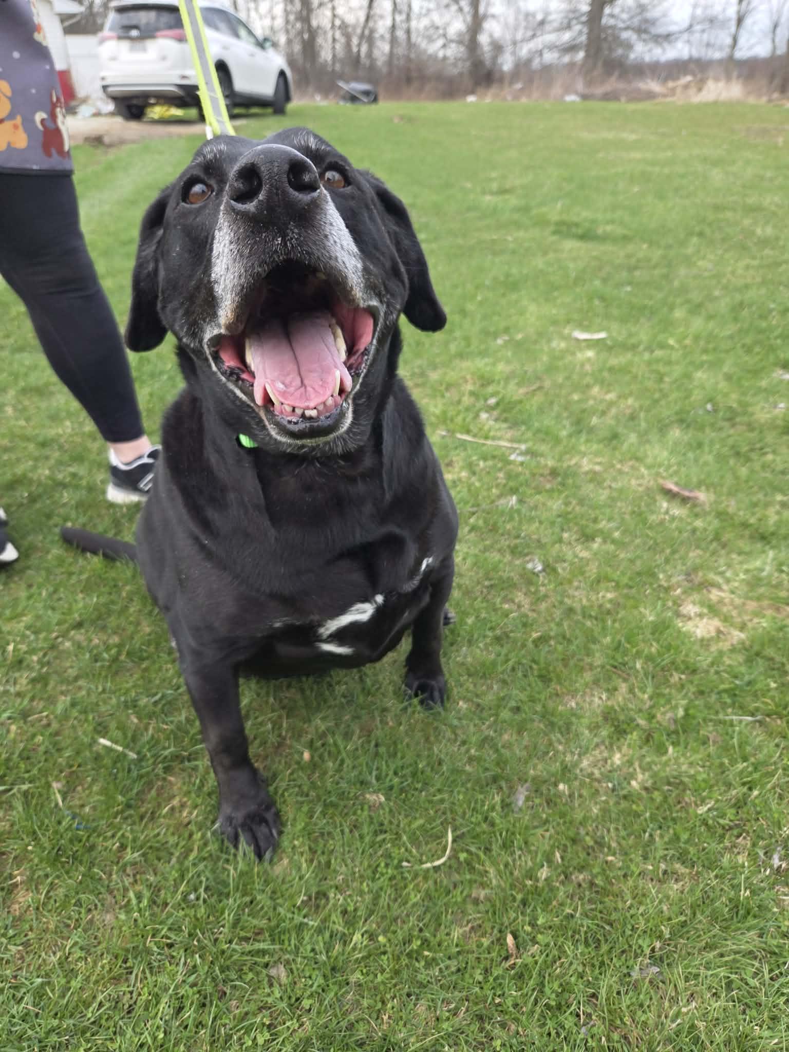 Enlarge Ryker-Not Accepting Applications Yet!\, a ADOPTABLE Black Labrador Retriever in Medina, OH image 2/6