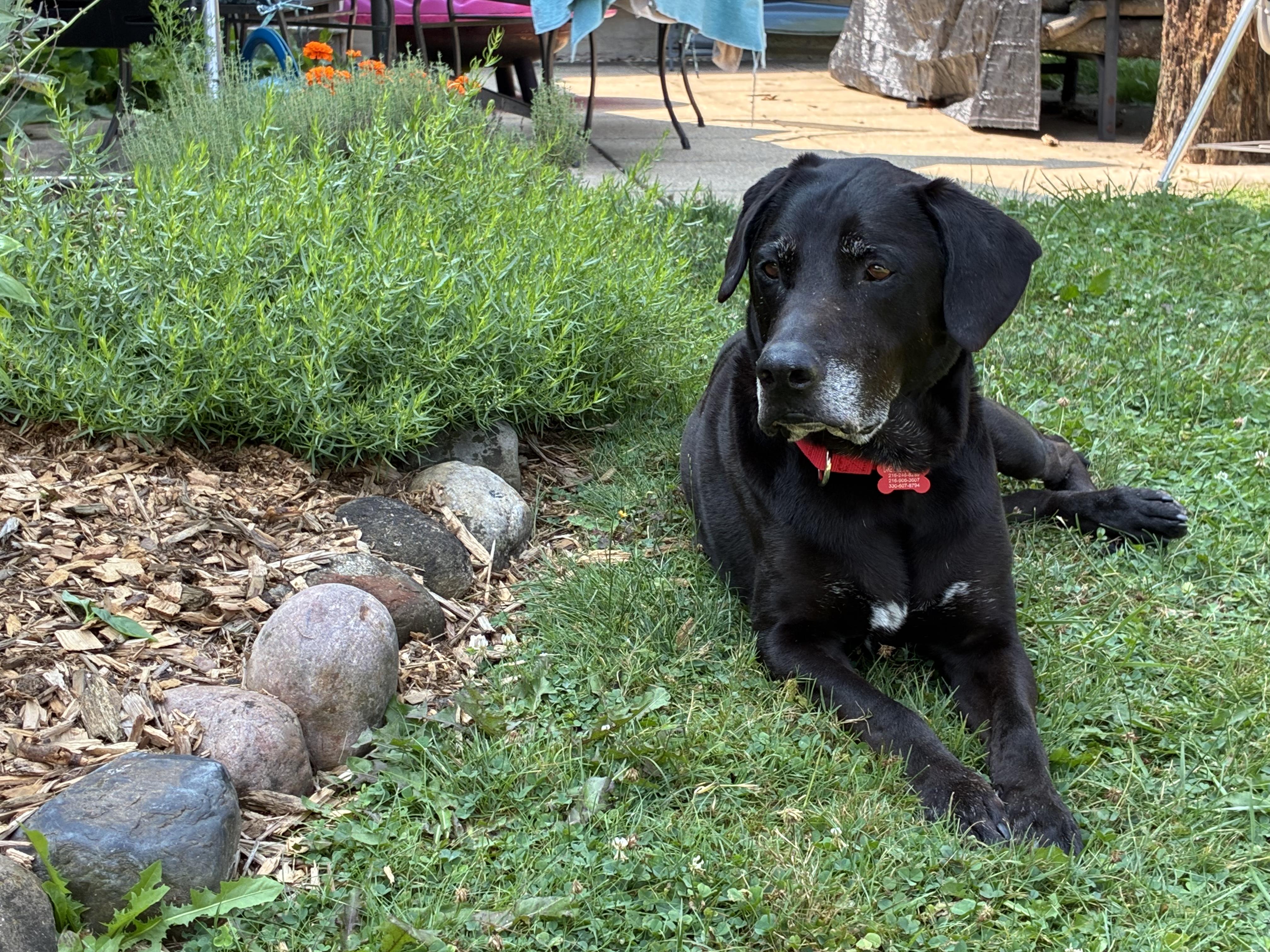 Ryker, a ADOPTABLE Black Labrador Retriever in Medina, OH image 2/6