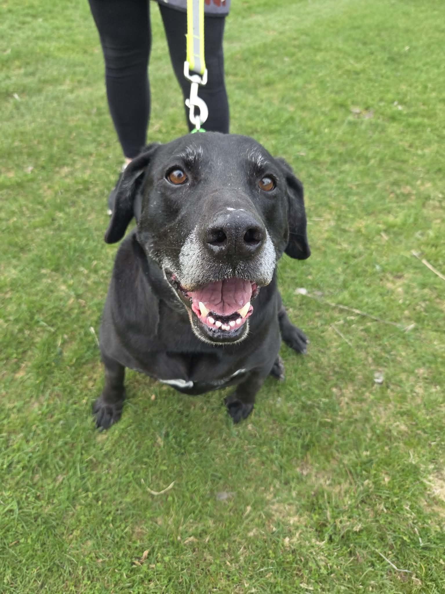 Enlarge Ryker-Not Accepting Applications Yet!\, a ADOPTABLE Black Labrador Retriever in Medina, OH image 1/6
