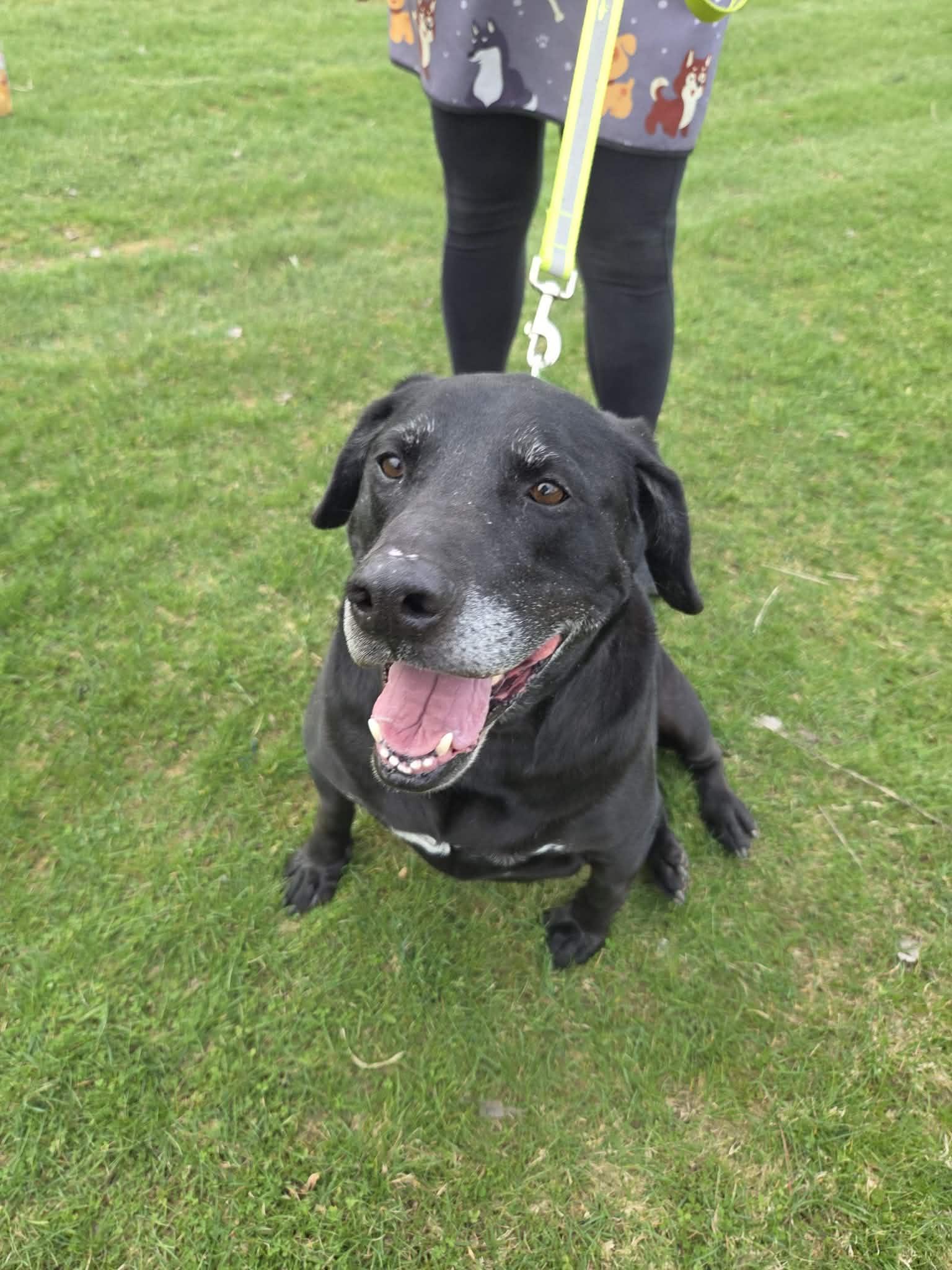 Enlarge Ryker-Not Accepting Applications Yet!\, a ADOPTABLE Black Labrador Retriever in Medina, OH image 4/6
