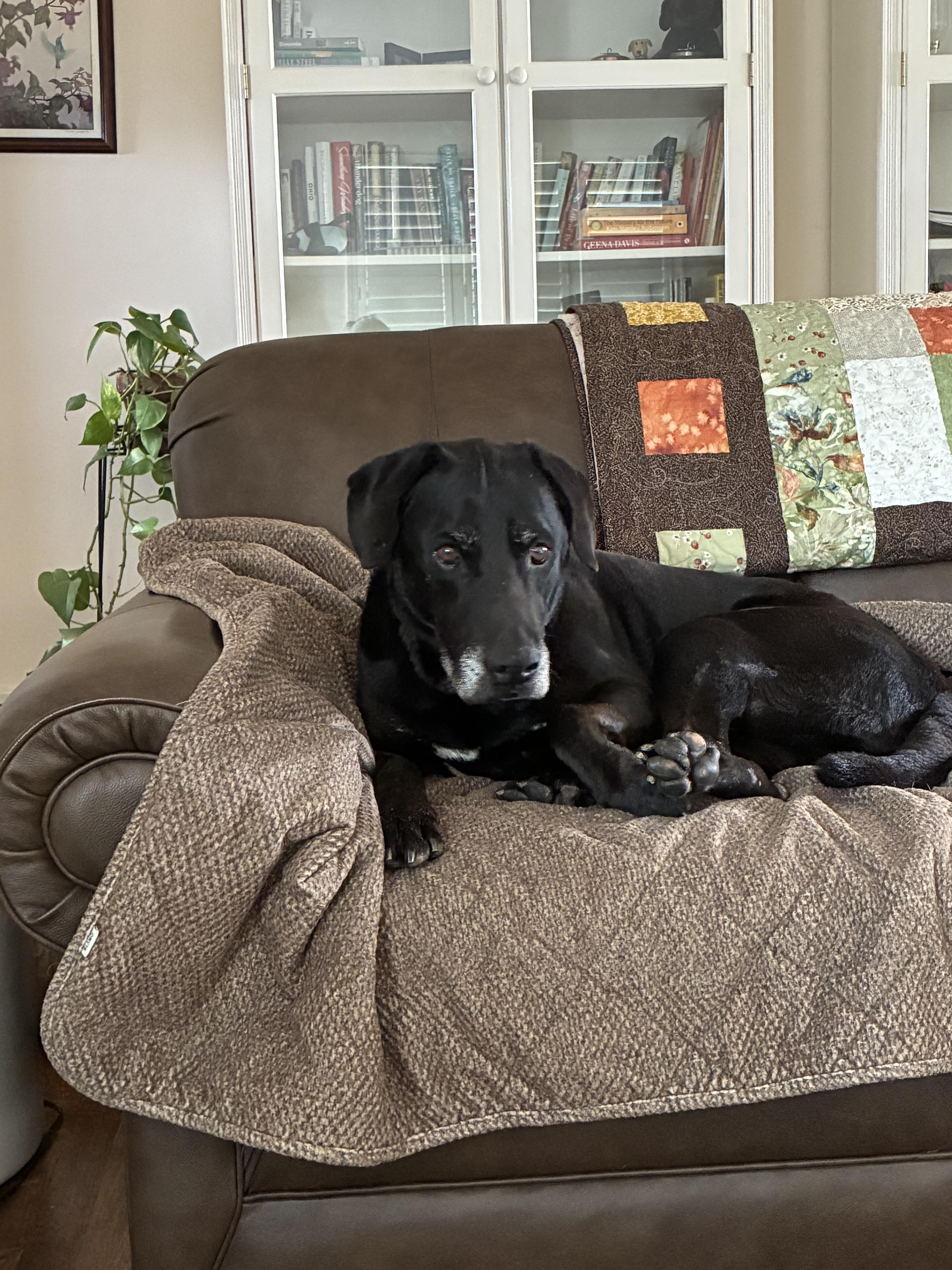 Ryker, a ADOPTABLE Black Labrador Retriever in Medina, OH image 1/6