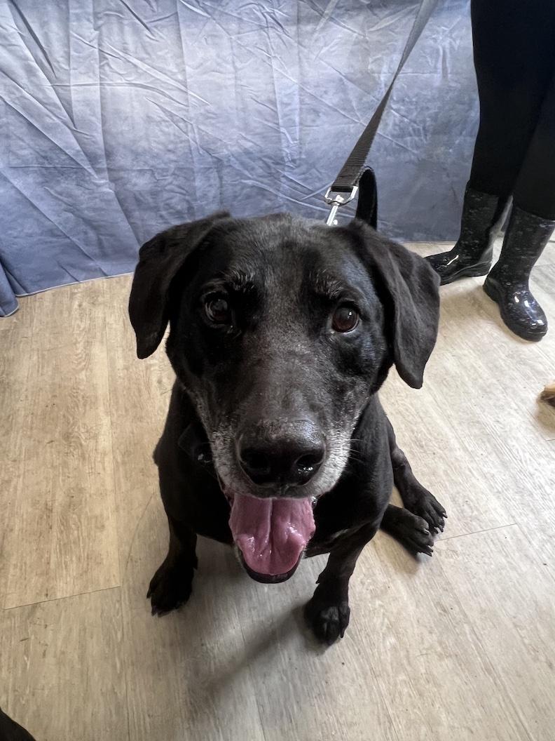 Ryker-Foster to Adopt, a ADOPTABLE Black Labrador Retriever in Medina, OH image 1/6