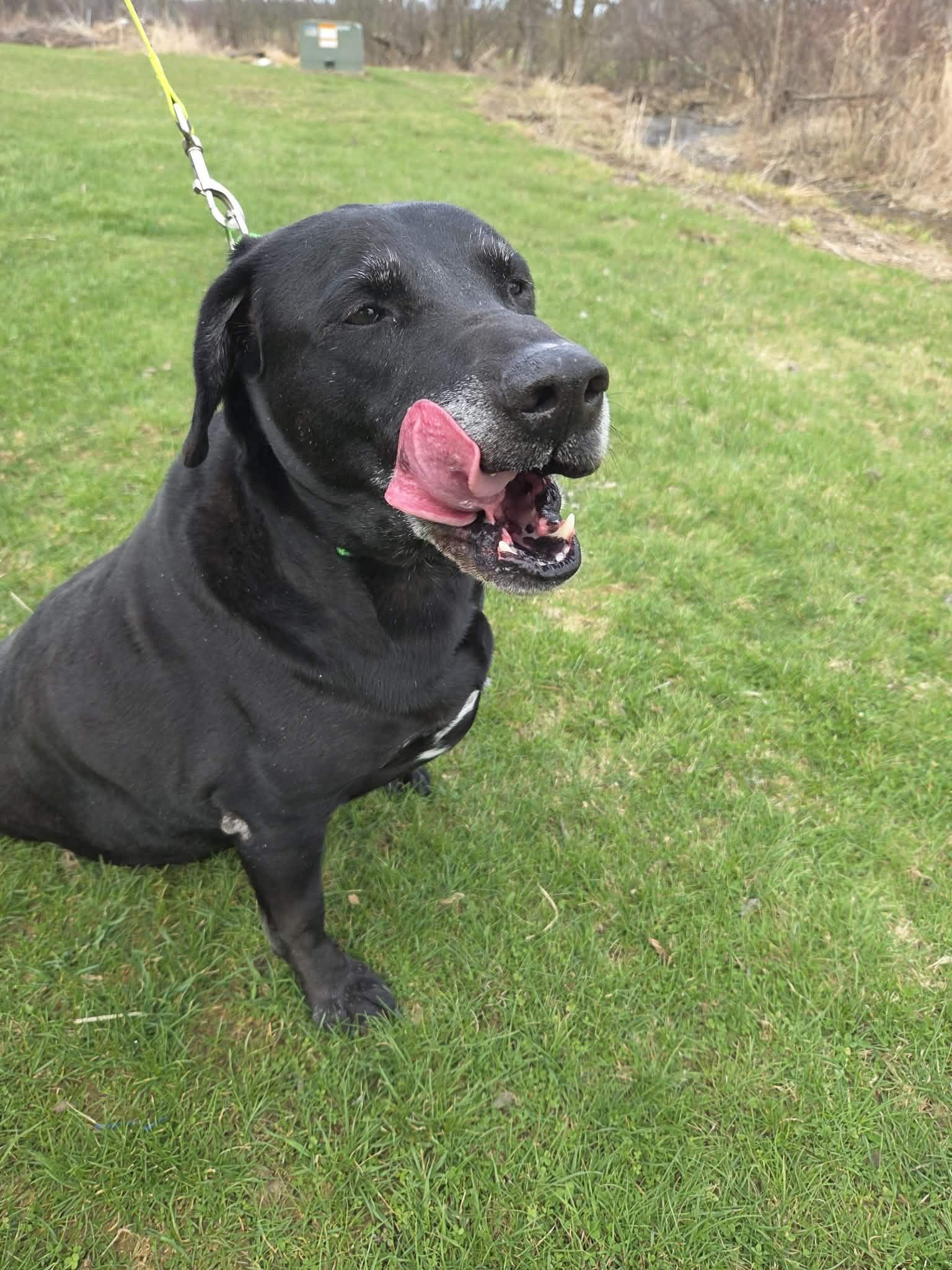 Enlarge Ryker-Not Accepting Applications Yet!\, a ADOPTABLE Black Labrador Retriever in Medina, OH image 5/6