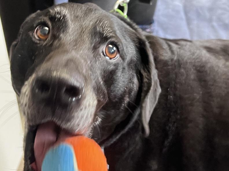 Ryker-Foster to Adopt, a ADOPTABLE Black Labrador Retriever in Medina, OH image 3/6