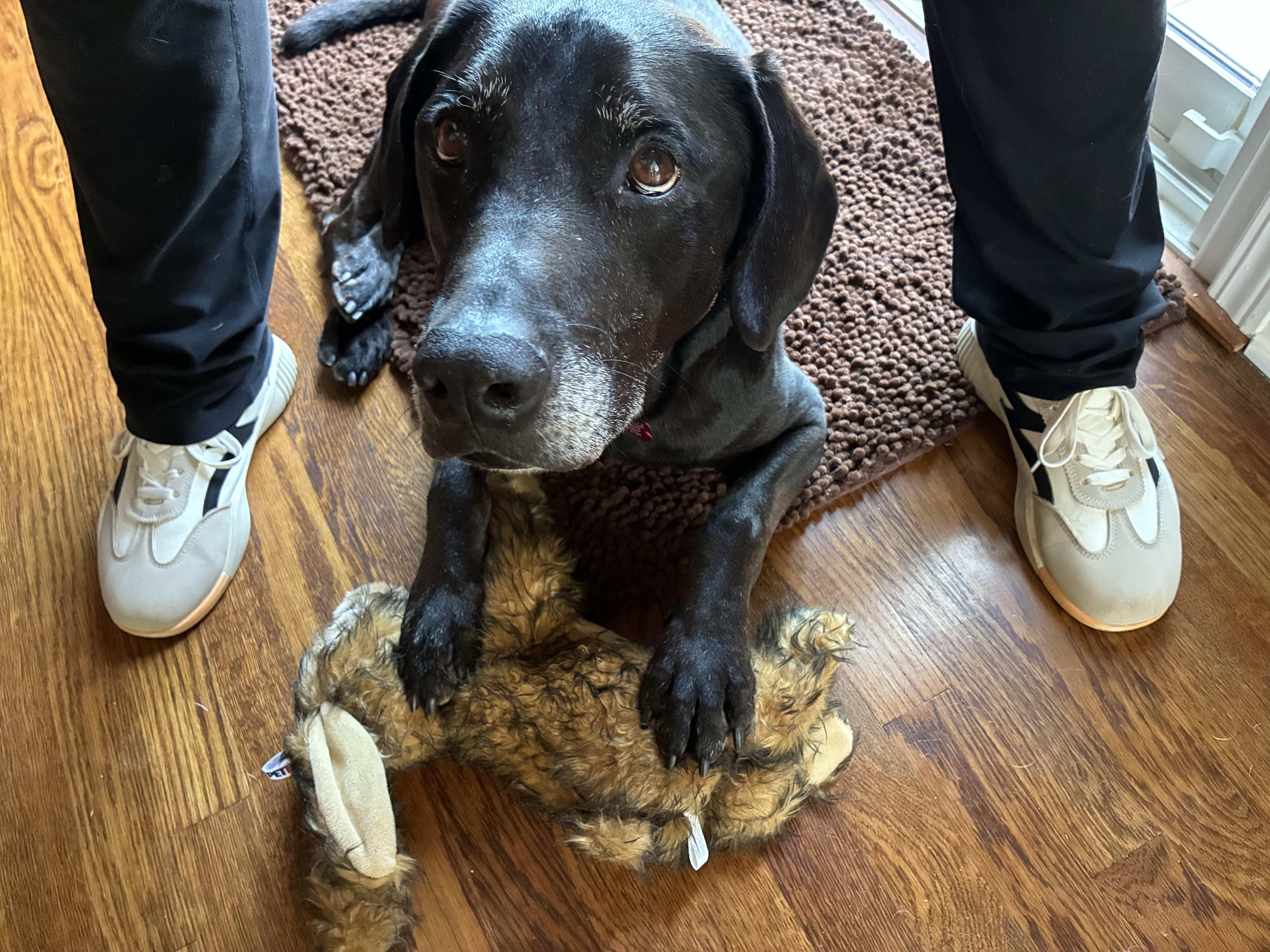 Ryker, a ADOPTABLE Black Labrador Retriever in Medina, OH image 3/6