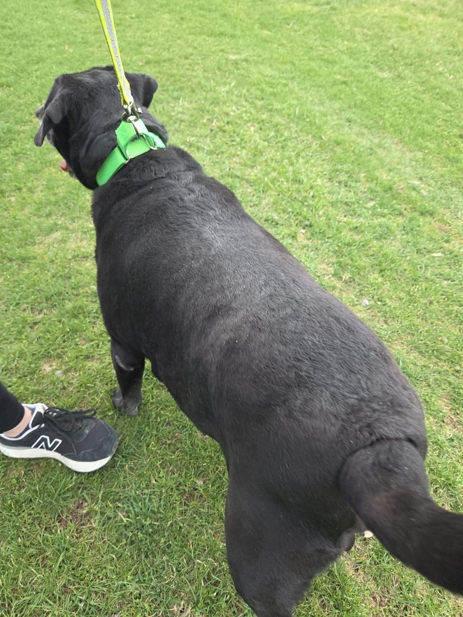 Enlarge Ryker-Not Accepting Applications Yet!\, a ADOPTABLE Black Labrador Retriever in Medina, OH image 6/6