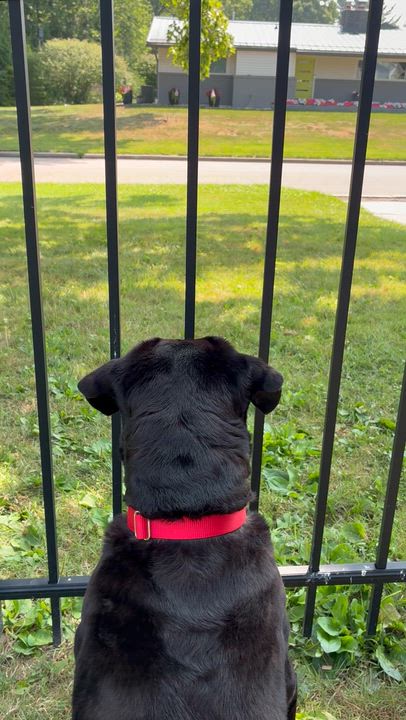 Enlarge Ryker, a ADOPTABLE Black Labrador Retriever in Medina, OH video 5/6
