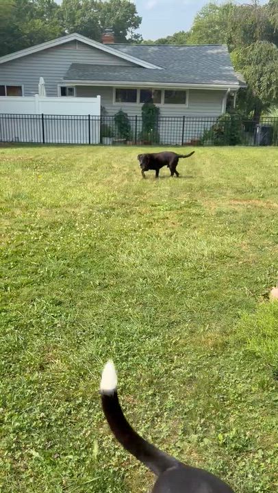 Enlarge Ryker, a ADOPTABLE Black Labrador Retriever in Medina, OH video 4/6