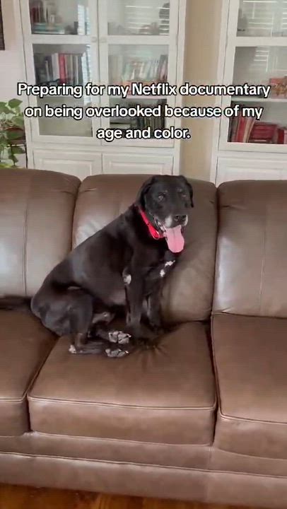 Enlarge Ryker, a ADOPTABLE Black Labrador Retriever in Medina, OH video 6/6