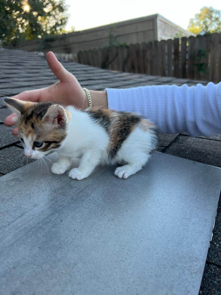 Mulberry, Adopted, Kitten Female Domestic Short Hair.