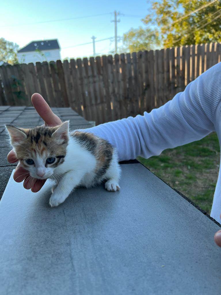 Mulberry, a Adopted mixed breed in KATY, TX image 2/2