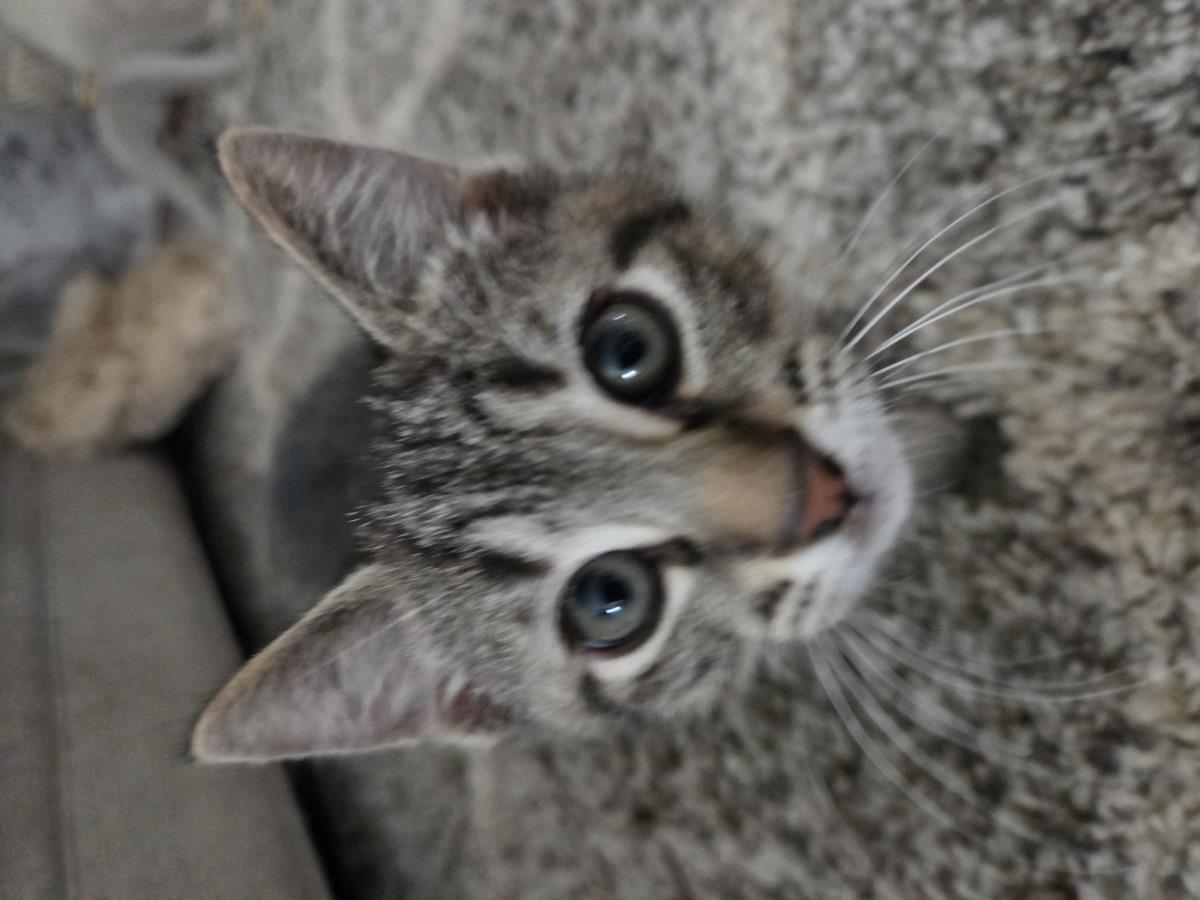 Comet, Adoptable, Kitten Male Tabby & Domestic Short Hair (Gray).