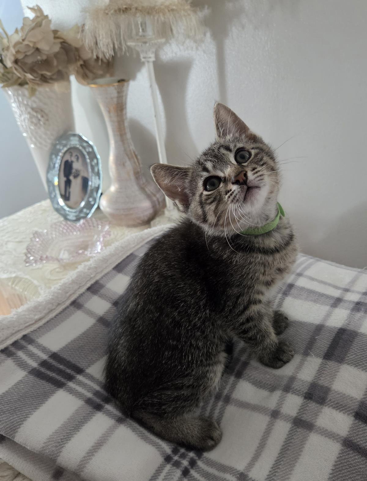 Comet, a Adoptable mixed breed in Wyandotte, MI image 3/3