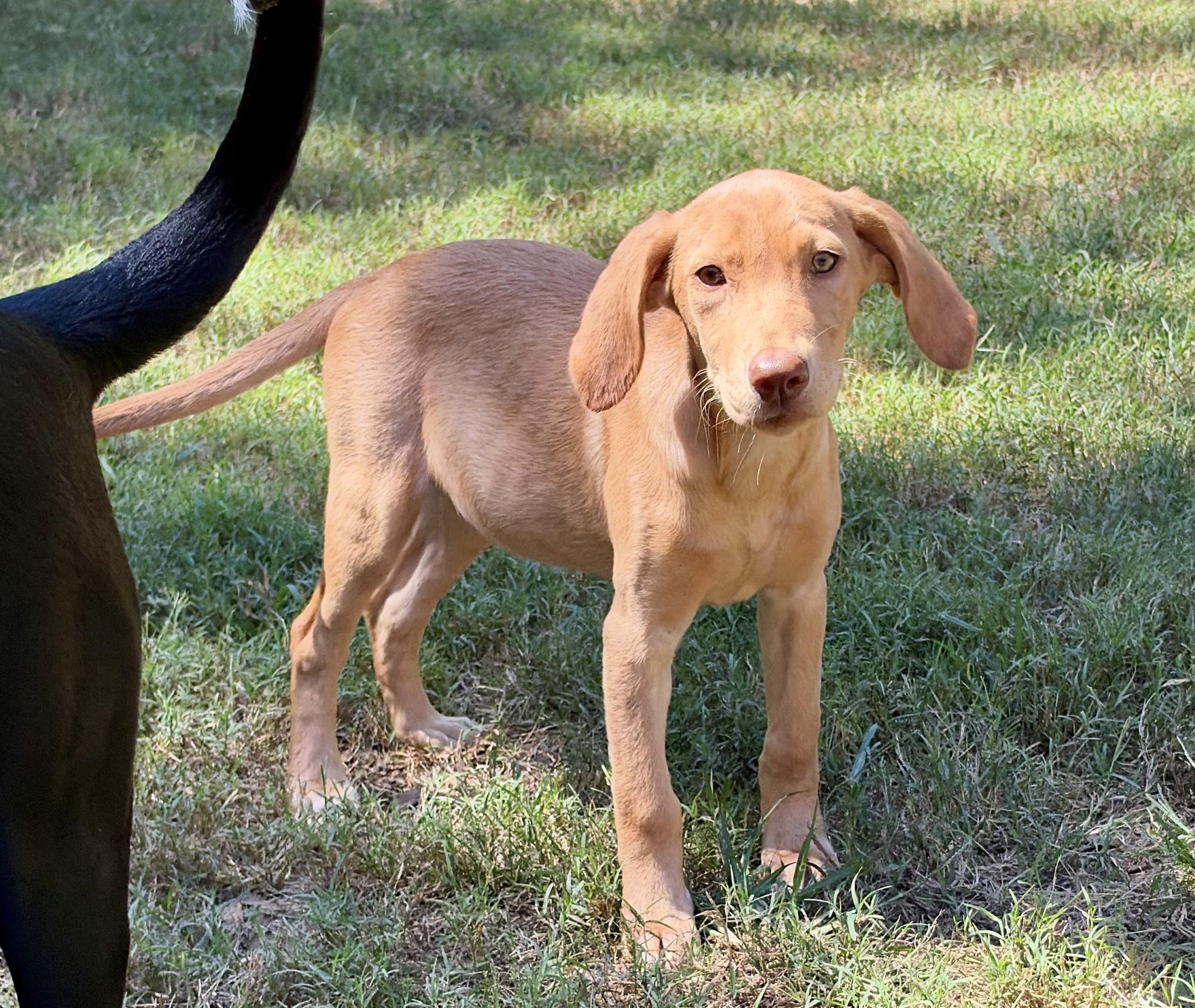 Enlarge Regina, a Adoptable mixed breed in Mt Pleasant, SC image 4/6