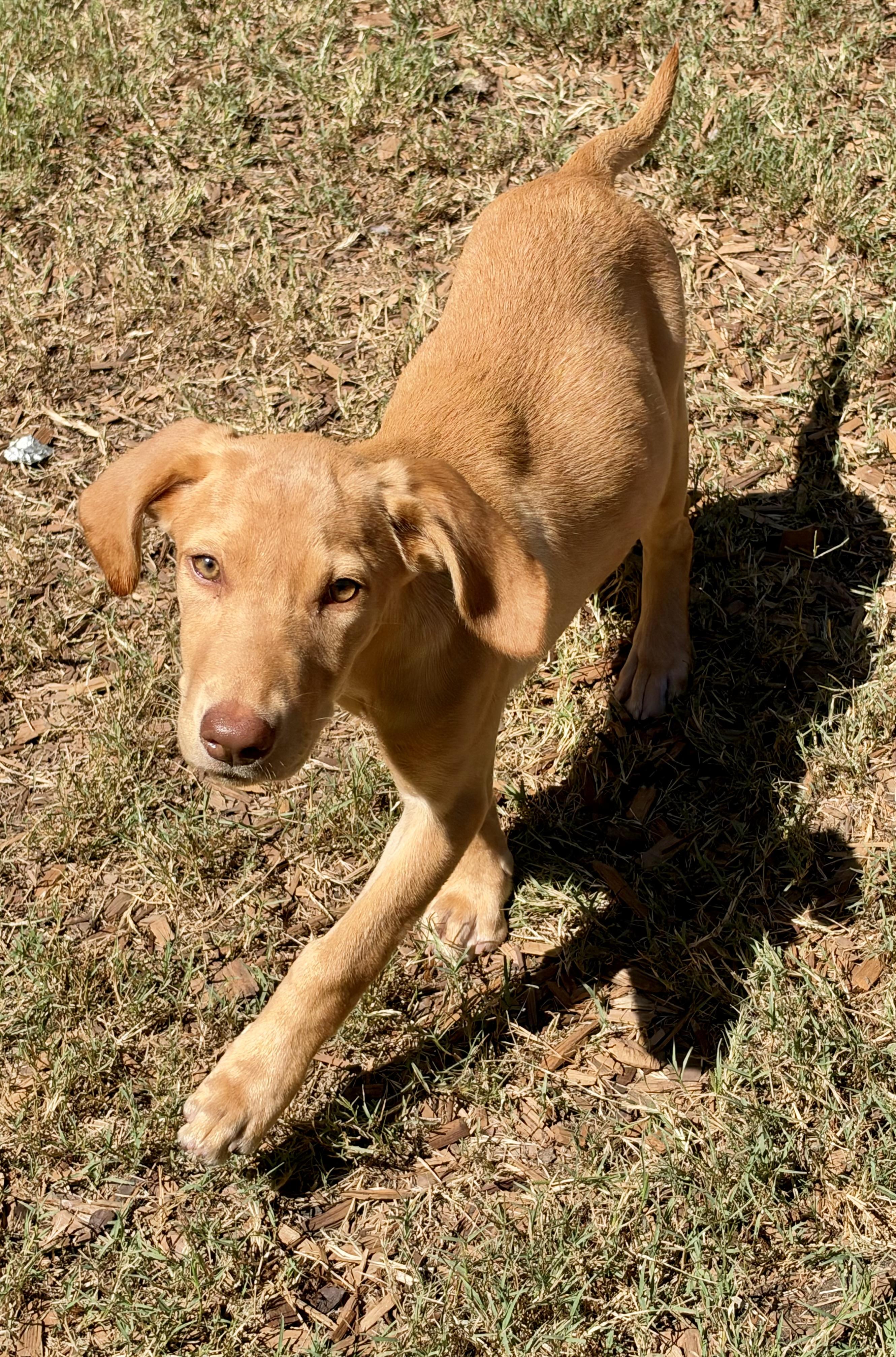 Enlarge Regina, a Adoptable mixed breed in Mt Pleasant, SC image 5/6
