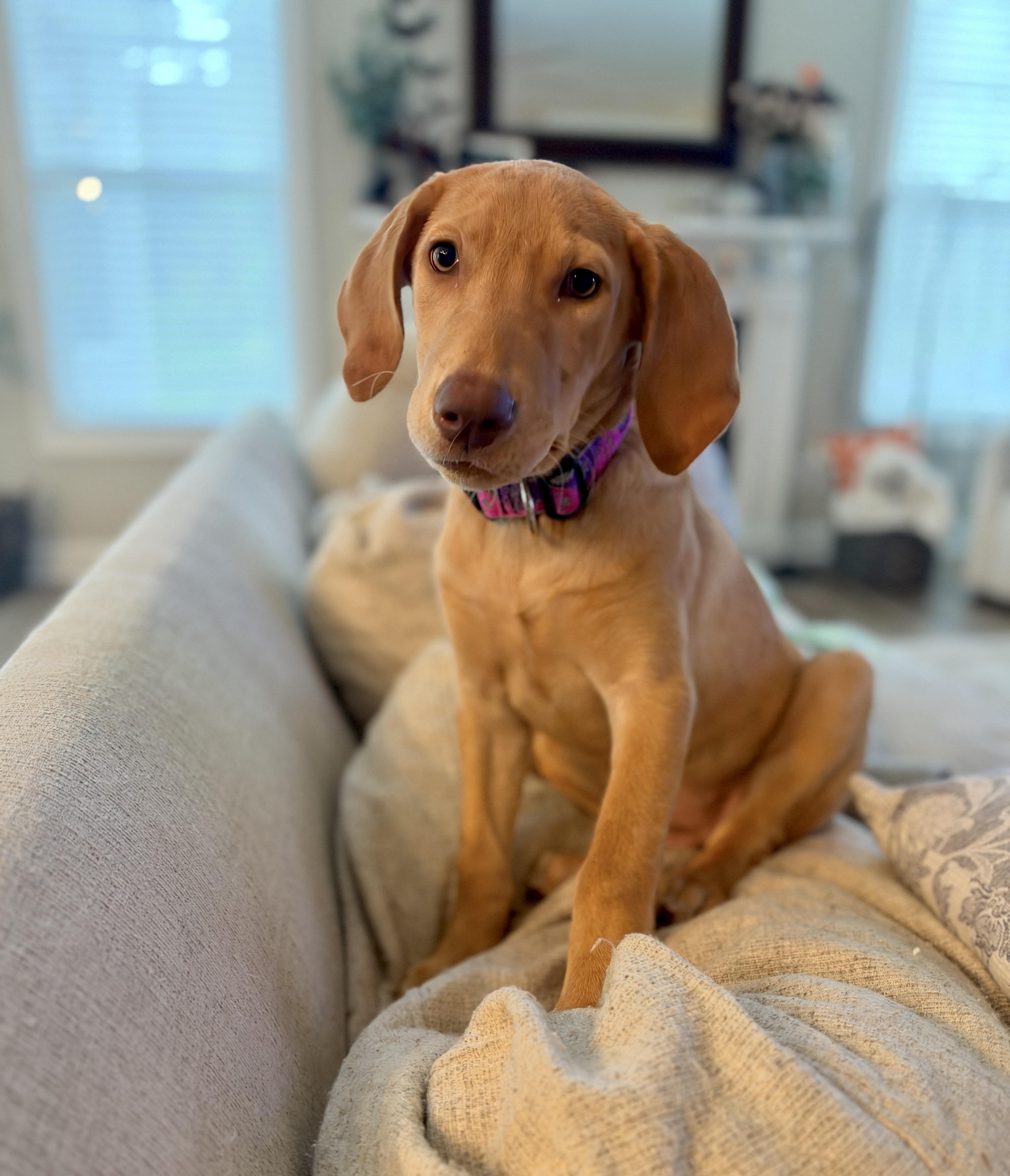 Enlarge Regina, a Adoptable mixed breed in Mt Pleasant, SC image 2/6