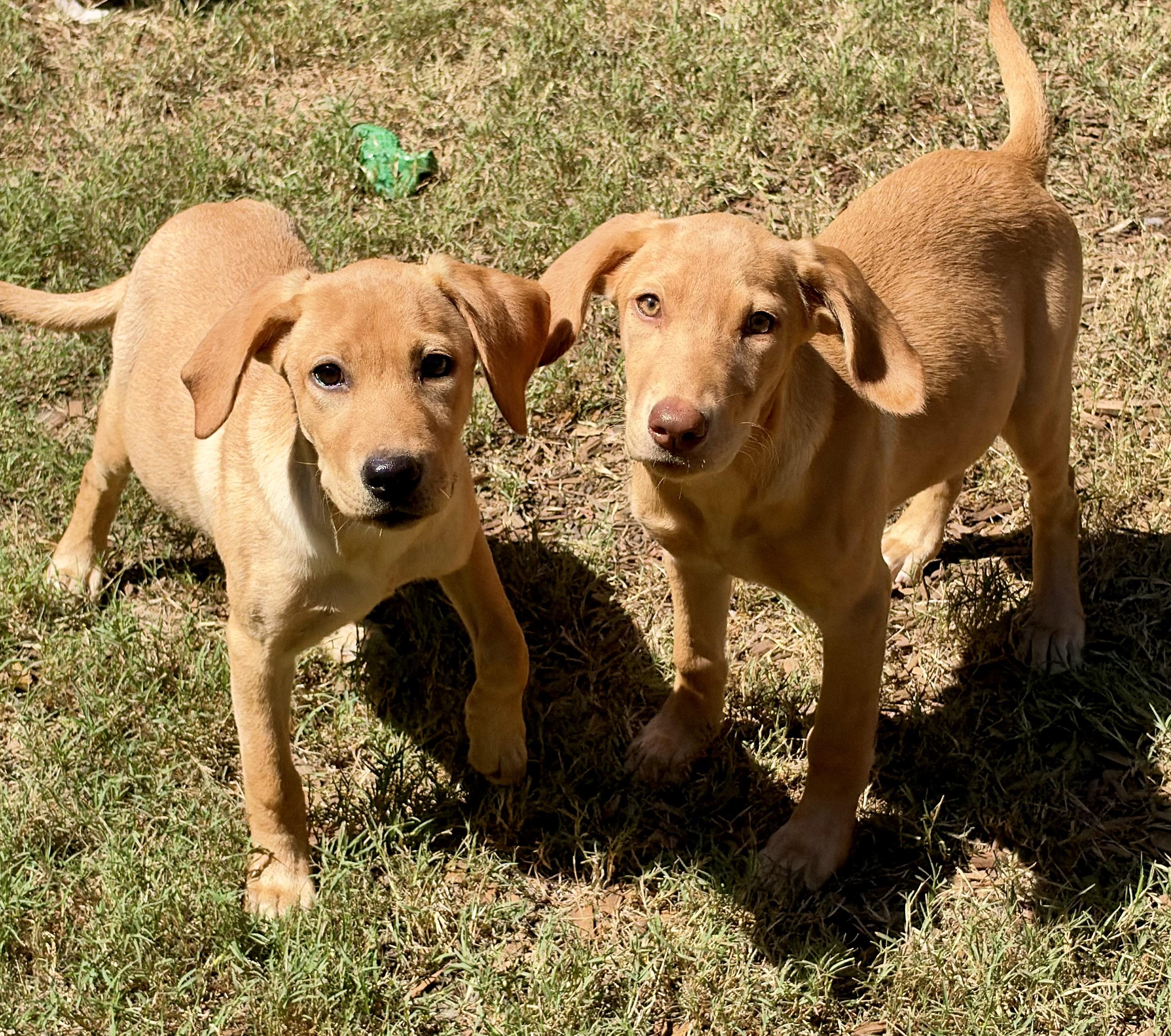 Enlarge Regina, a Adoptable mixed breed in Mt Pleasant, SC image 6/6