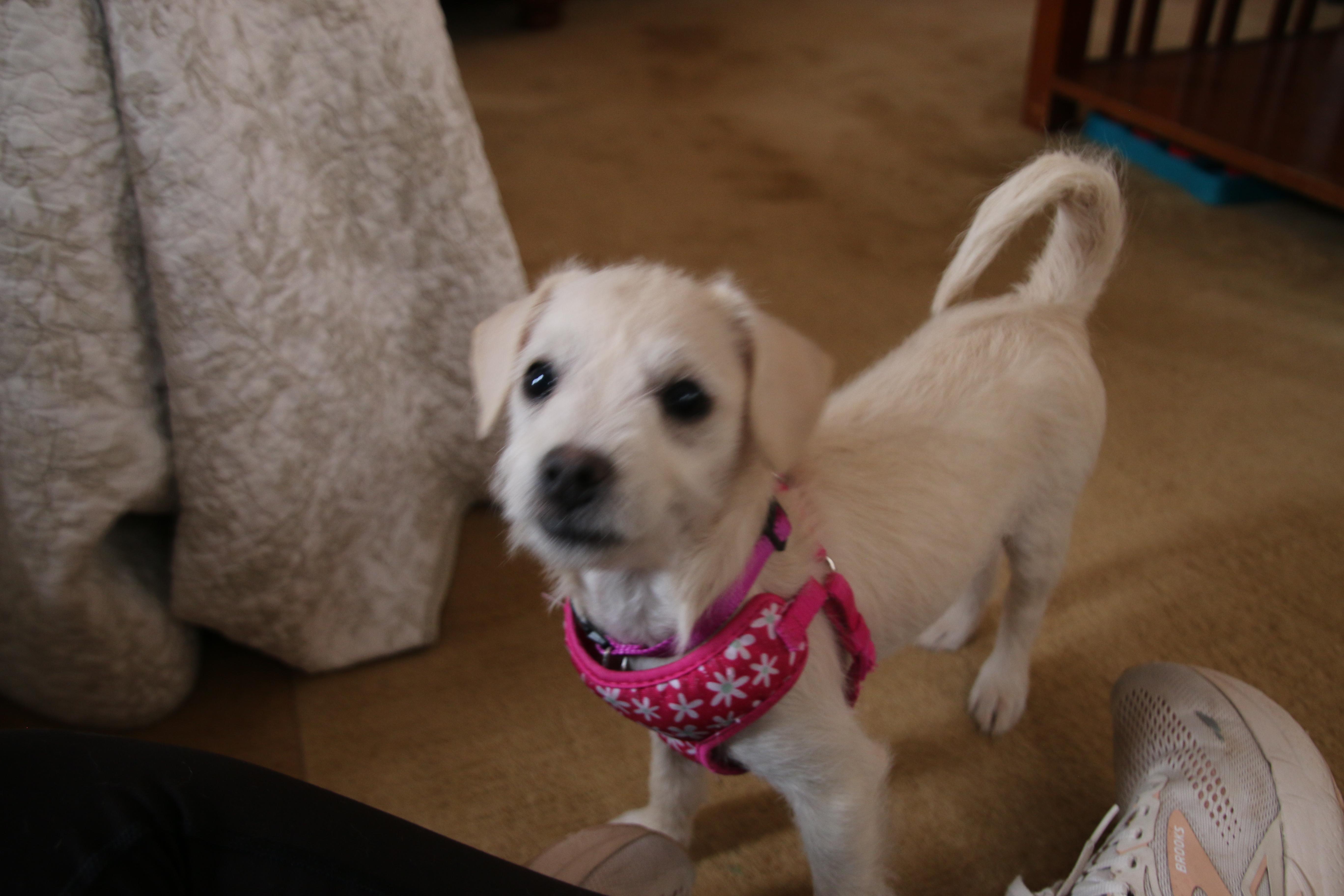 Enlarge Cotton, an adoptable mixed breed in Prior Lake, MN image 5/6