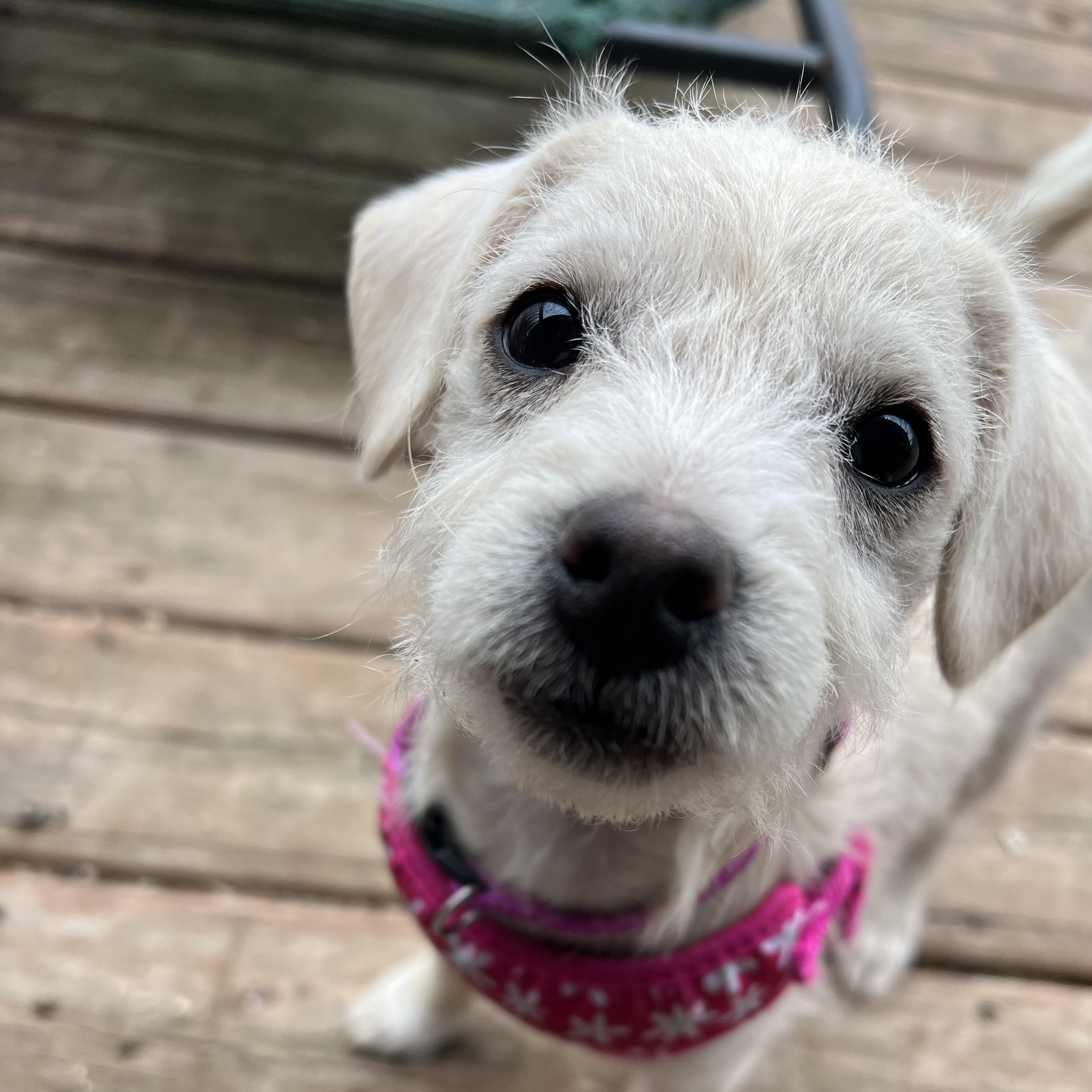 Enlarge Cotton, an adoptable mixed breed in Prior Lake, MN image 3/6
