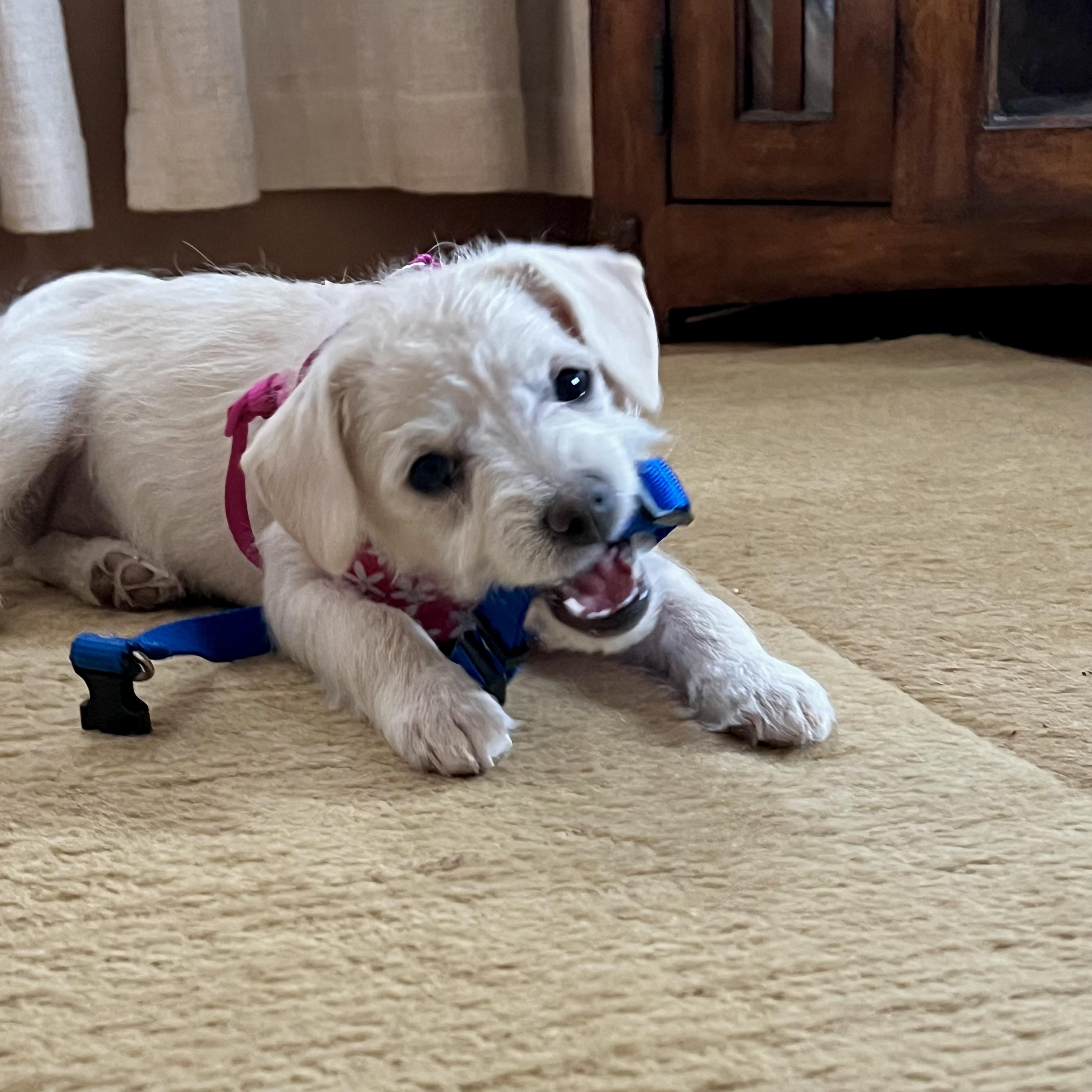 Enlarge Cotton, an adoptable mixed breed in Prior Lake, MN image 6/6