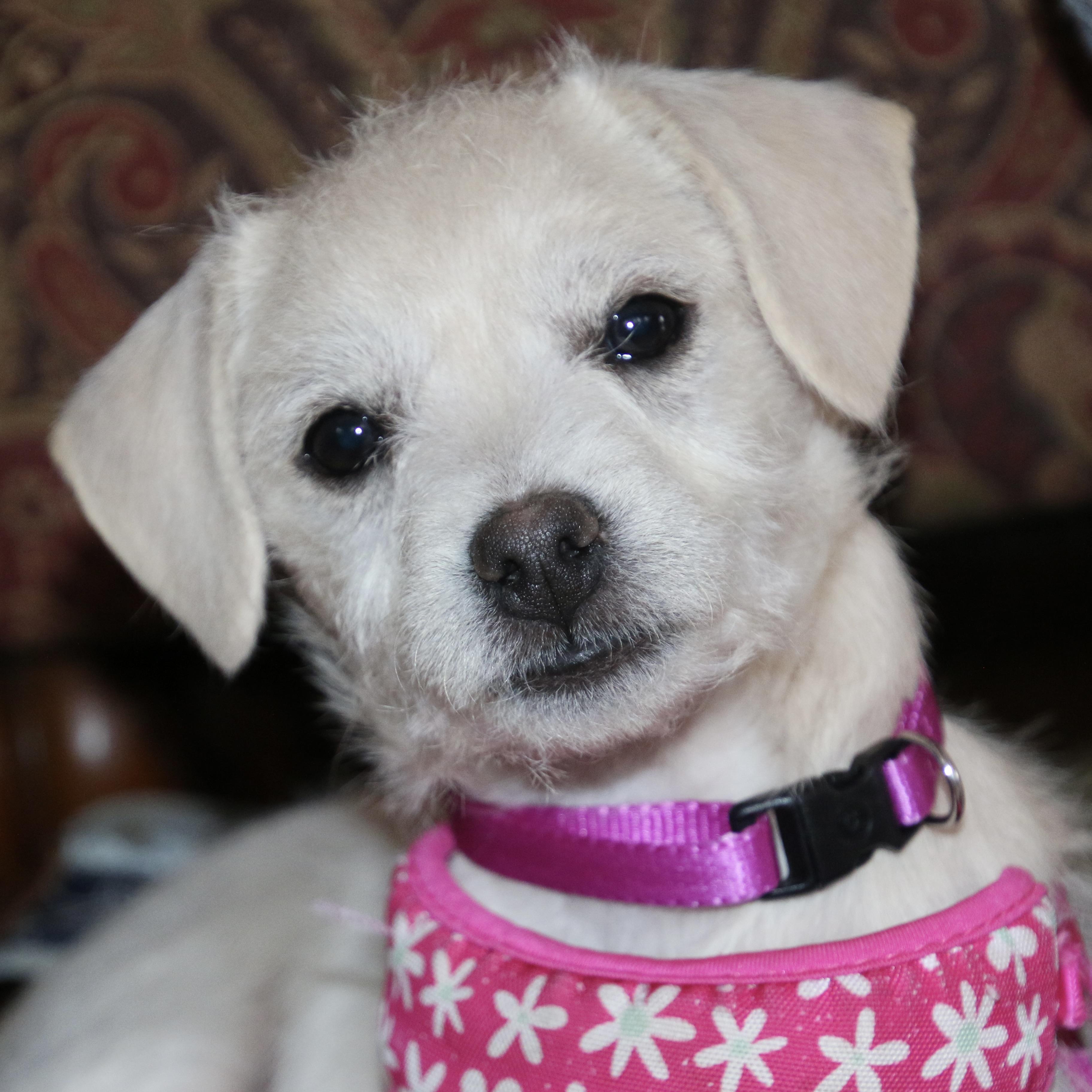 Enlarge Cotton, an adoptable mixed breed in Prior Lake, MN image 1/6