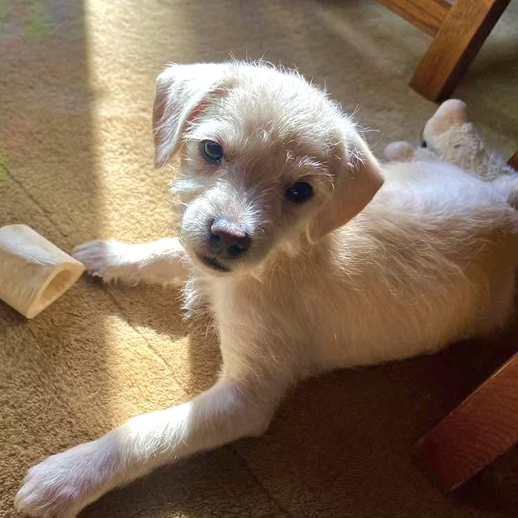 Enlarge Cotton, an adoptable mixed breed in Prior Lake, MN image 4/6