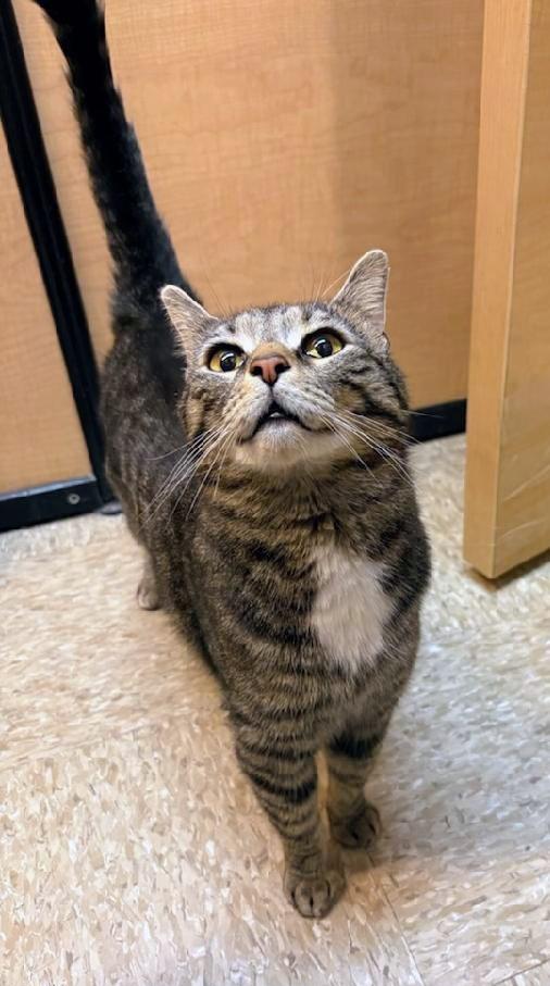 Enlarge Mitch (Mittens), a Adoptable Domestic Short Hair in Waynesboro, VA image 2/3